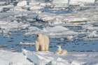 Norway, Svalbard. Sow polar bear with cub on pack ice in Arctic Ocean. Art Print